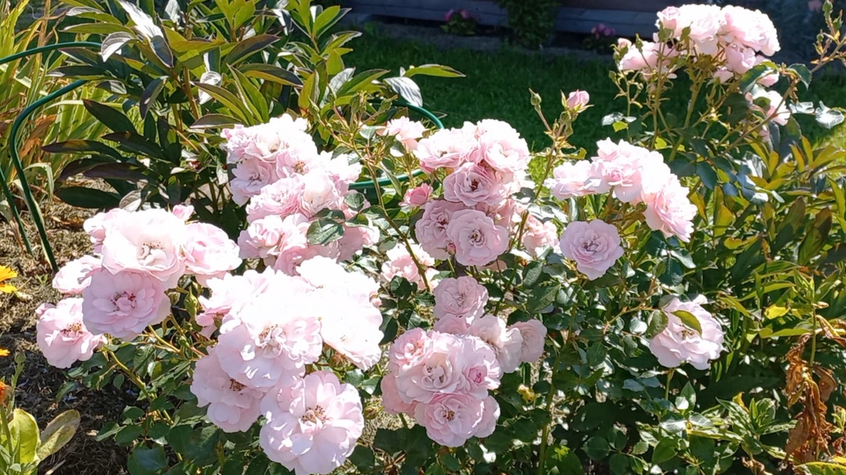 Роза Боника-82 фото автора