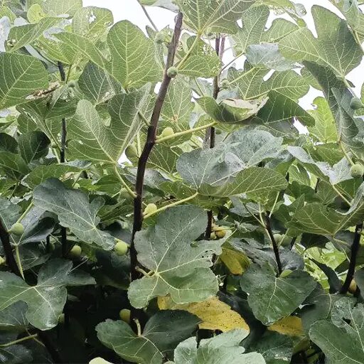   Как вырастить инжир Наталья Андросенкова