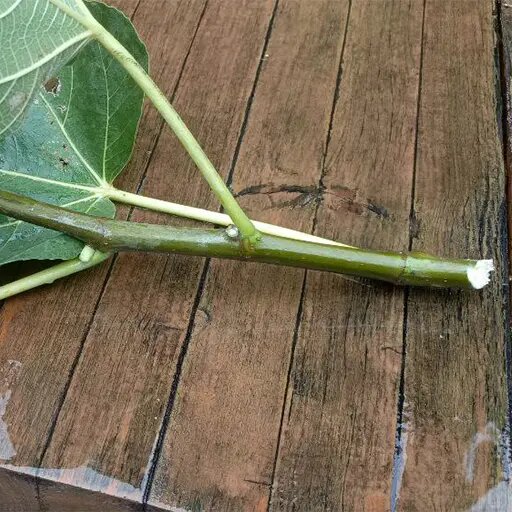   Черенкование инжира Наталья Андросенкова