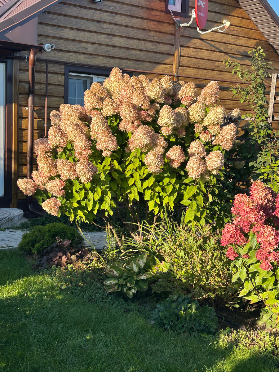 Лайм Лайт 2025. Фото Мой второй сад