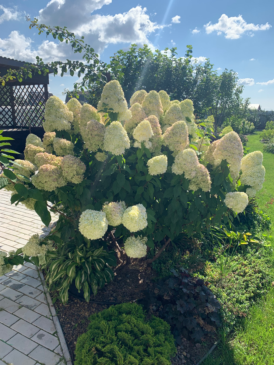 Моя Лаймушка 2024. Фото Мой второй сад