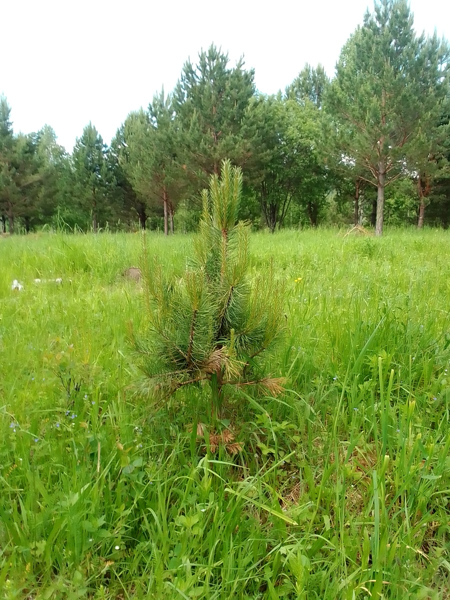 Недавнее лето