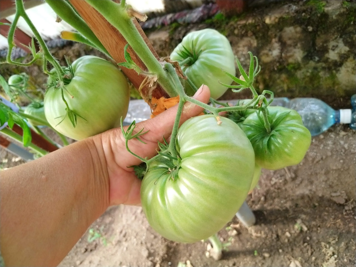 Семиречье (В.Алифиров)