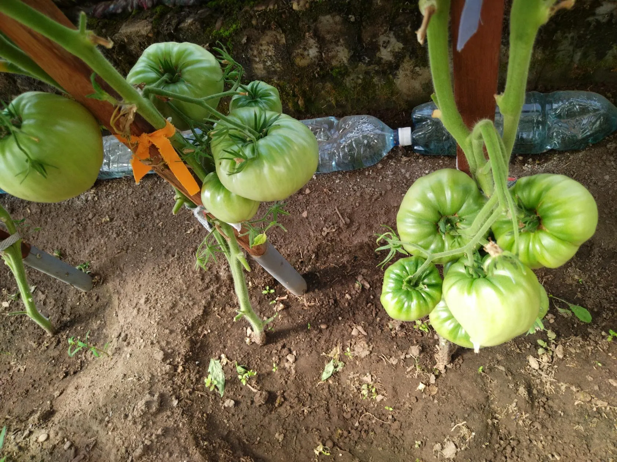 Семиречье (В.Алифиров)