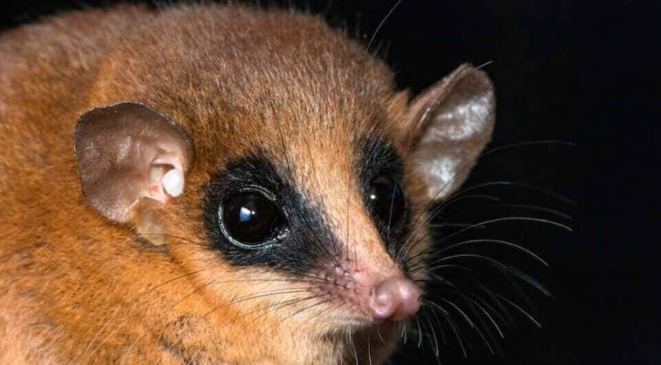   Silvia E. Pavan et al. / American Museum Novitates, 2025