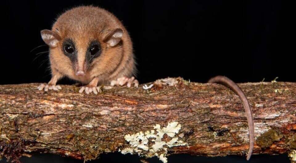   Silvia E. Pavan et al. / American Museum Novitates, 2025