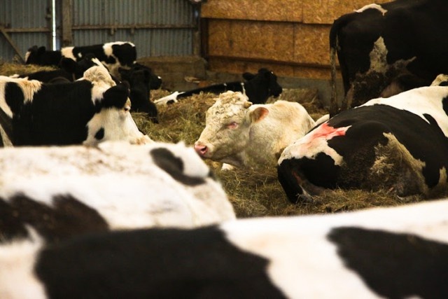   Фото из архива Калининград.Ru