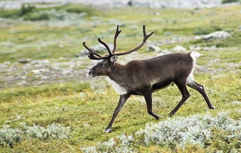 Фото из Красной книги РФ