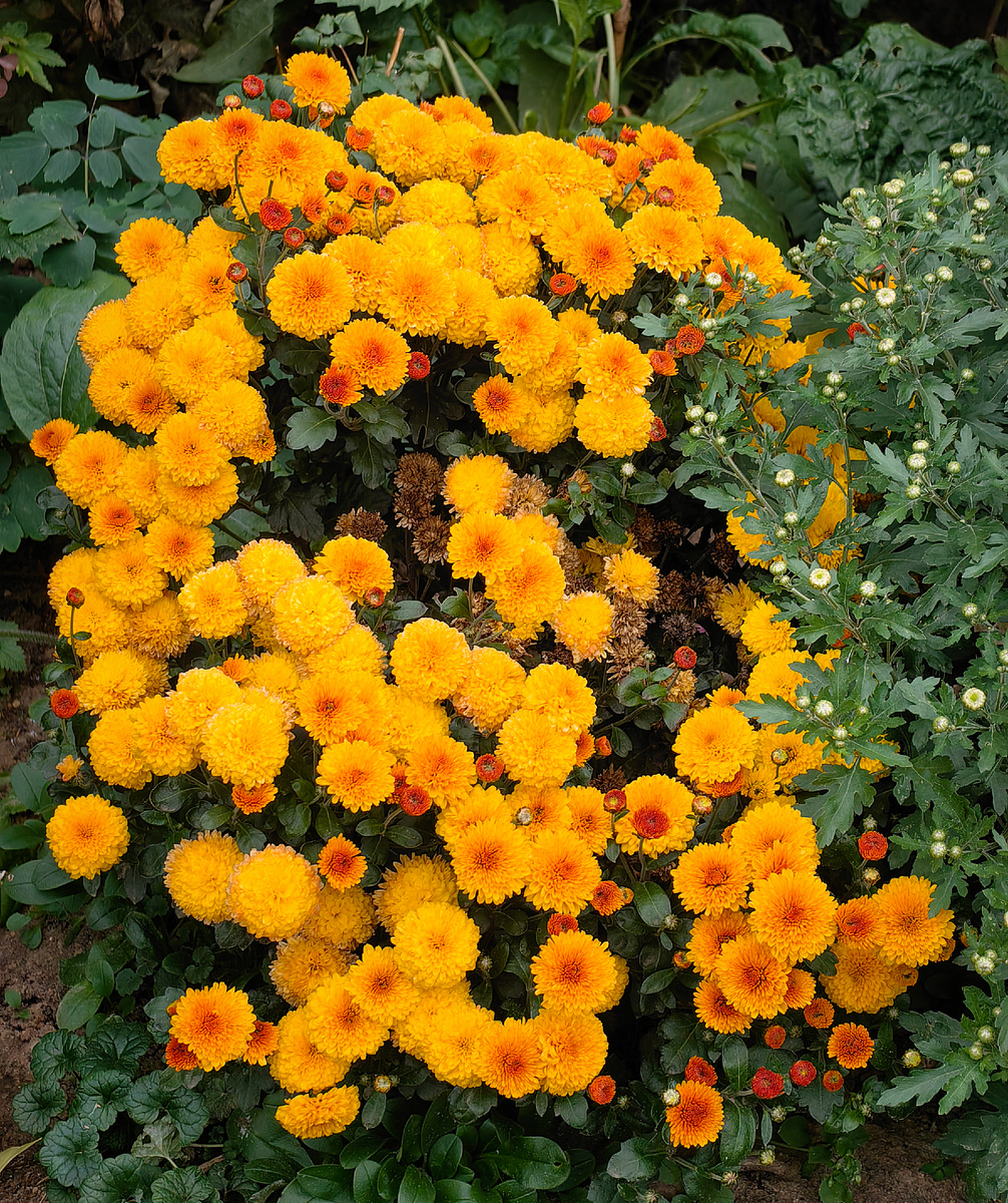 Хризантемы в нашем дворе около соседнего дома