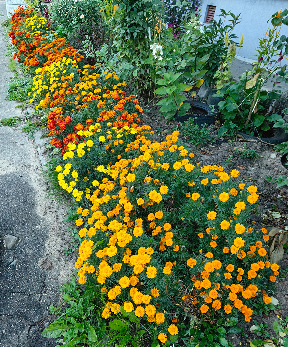 Круглые подушечки бархатцев трёх цветов в цветнике около соседского дома в нашем дворе 
