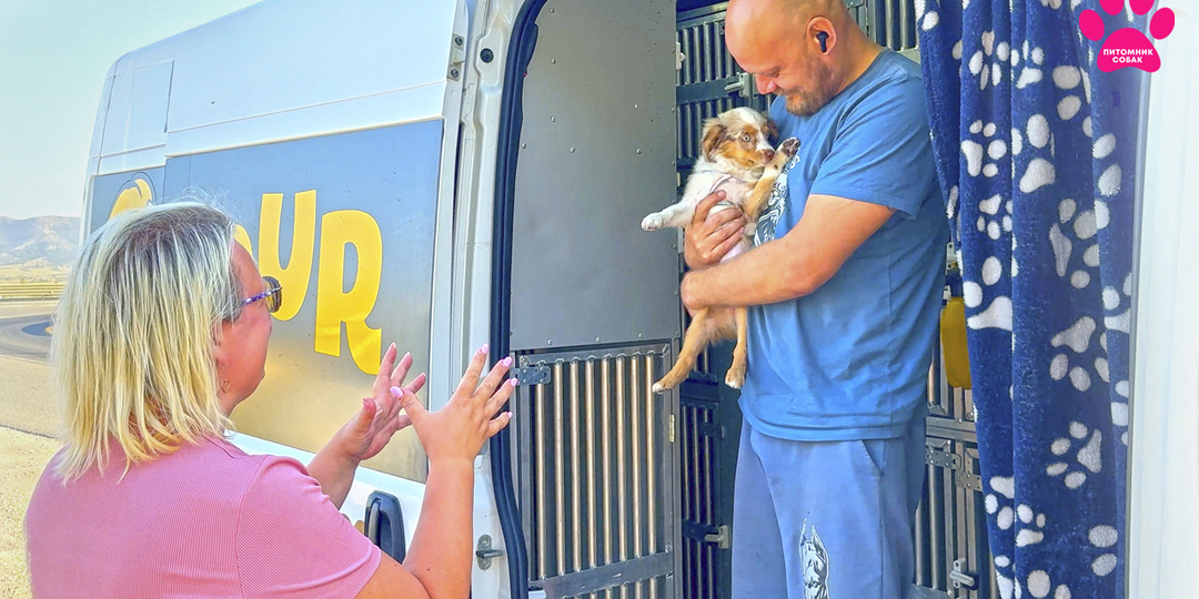 Лучший щенок в России - наш! Разбили последнюю копилку и купили Той-Аусси!