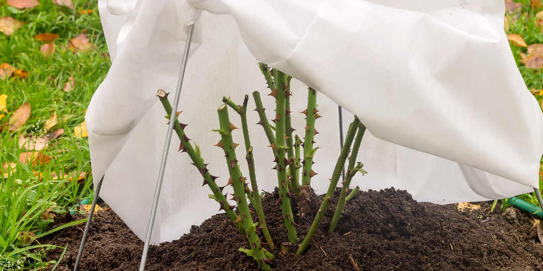 Укрытие роз на зиму - правила и лучшие варианты