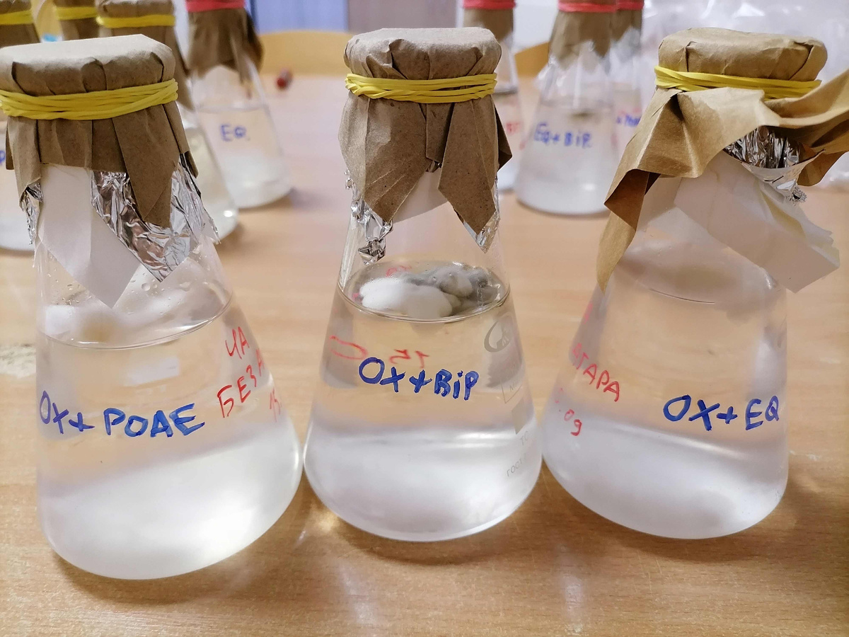 Попарное выращивание грибов. Источник: Марина Селюк