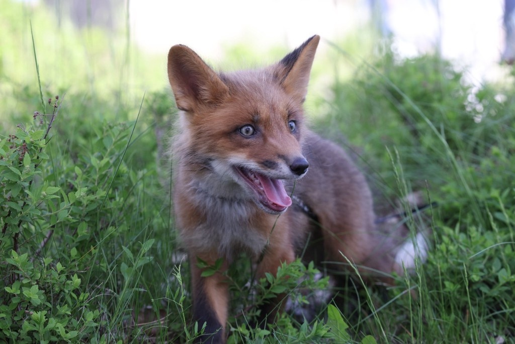    Фото © Анастасия Романова / Абзац