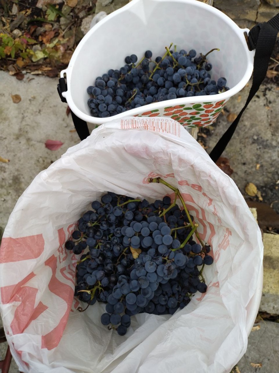 В субботу же не успела урожай снять, в воскресенье бегом-бегом виноград собирала.