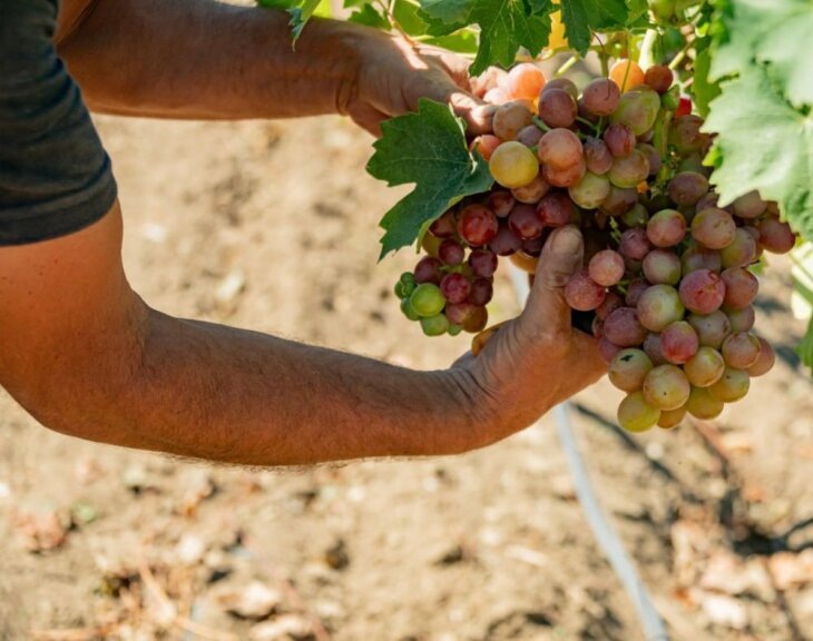     Уборка урожая винограда в агрохозяйствах Севастополя. Источник: t.me/depcx.