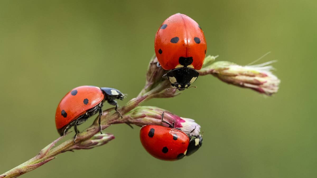    Фото: Shutterstock