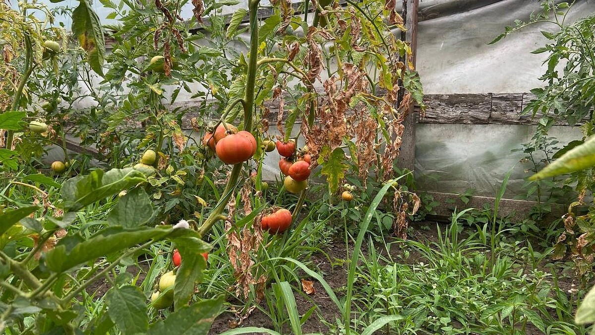    Фото: телеканал «Краснодар»