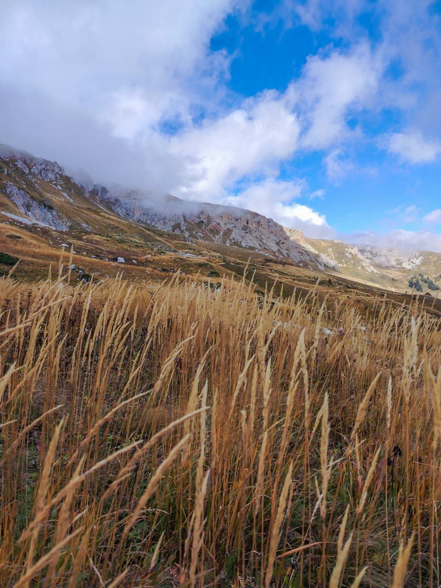 Горные злаки колышутся на суровом ветру. Вдали скалы Оштена.
