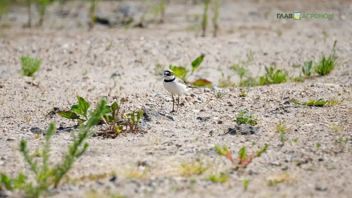 Фото:© Виталий Рыбалко / Glavagronom.ru
Кооператив шведских фермеров Lantmännen выделил средства на обучение собак поиску сорняков