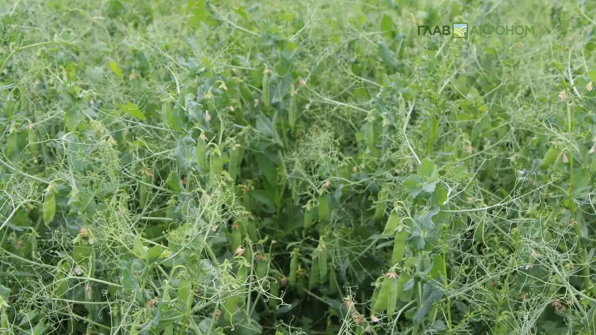 Фото:© Владимир Исаенко / Glavagronom.ru
В Ростовской области создали центр по производству элитных семян гороха