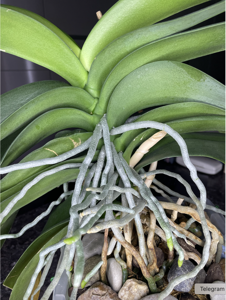 Самая крупная орхидея фаленопсис в моей коллекции Голубая. живет в горшке 7мь литров. Орхидеи С Еленой Кузнецовой