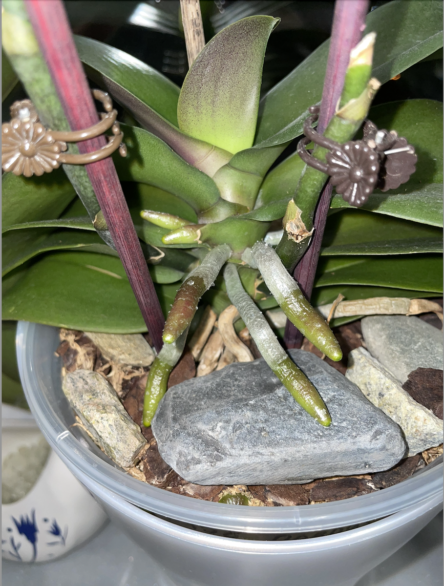 У орхидеи фаленопсис Павлина корни растут щёткой. Орхидеи С Еленой Кузнецовой