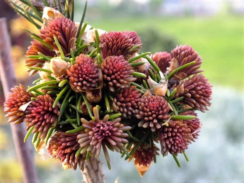 Ель Спринг Фаер (Spring Fire)