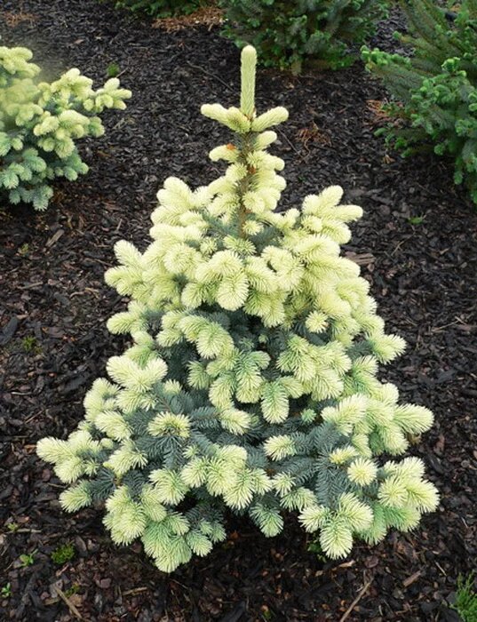 Ель колючая Нимец (Picea pungens Nimetz)