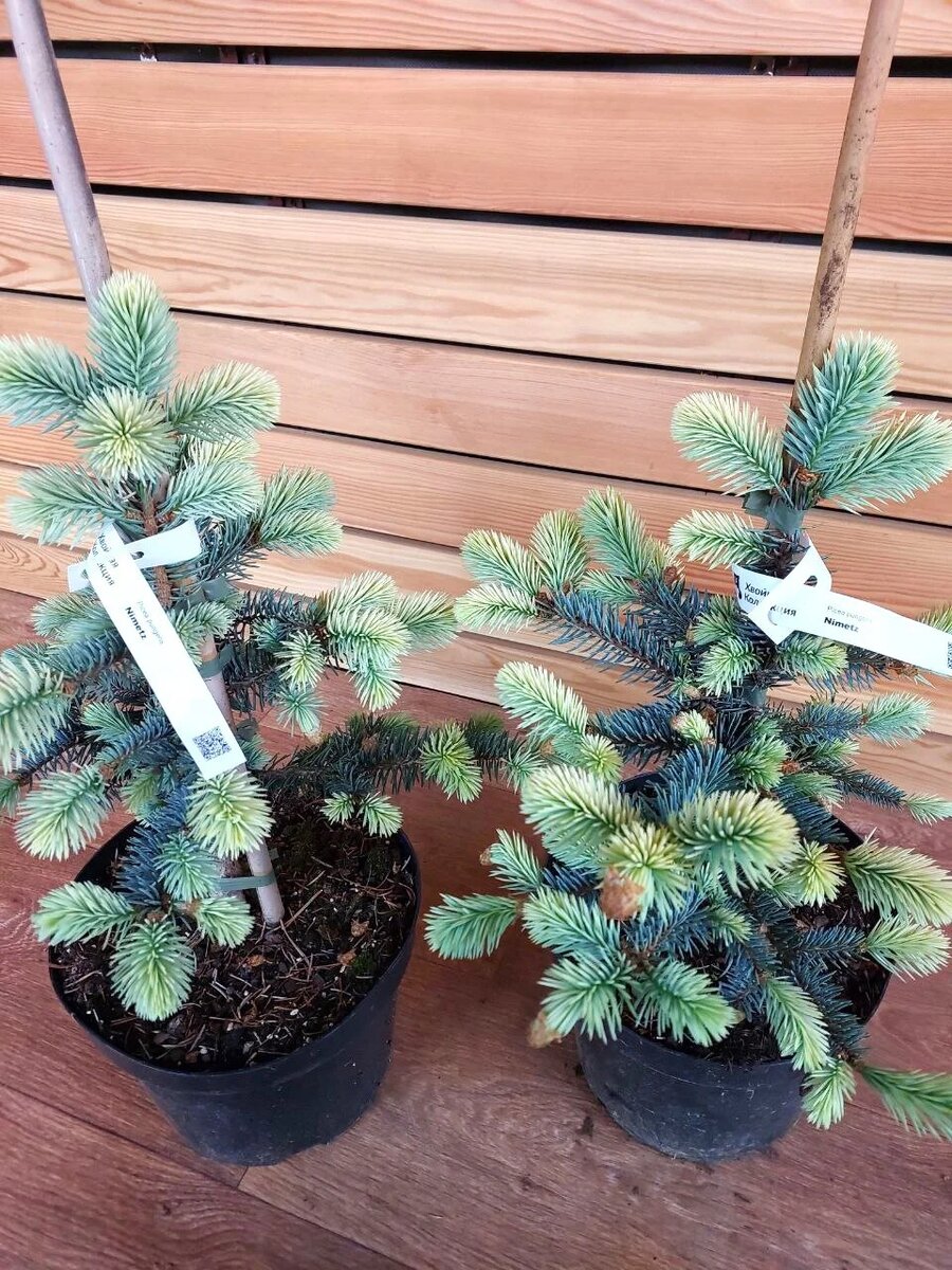 Ель колючая Нимец (Picea pungens Nimetz)