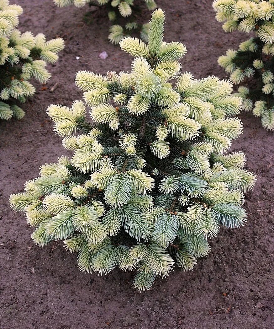 Ель колючая Нимец (Picea pungens Nimetz)
