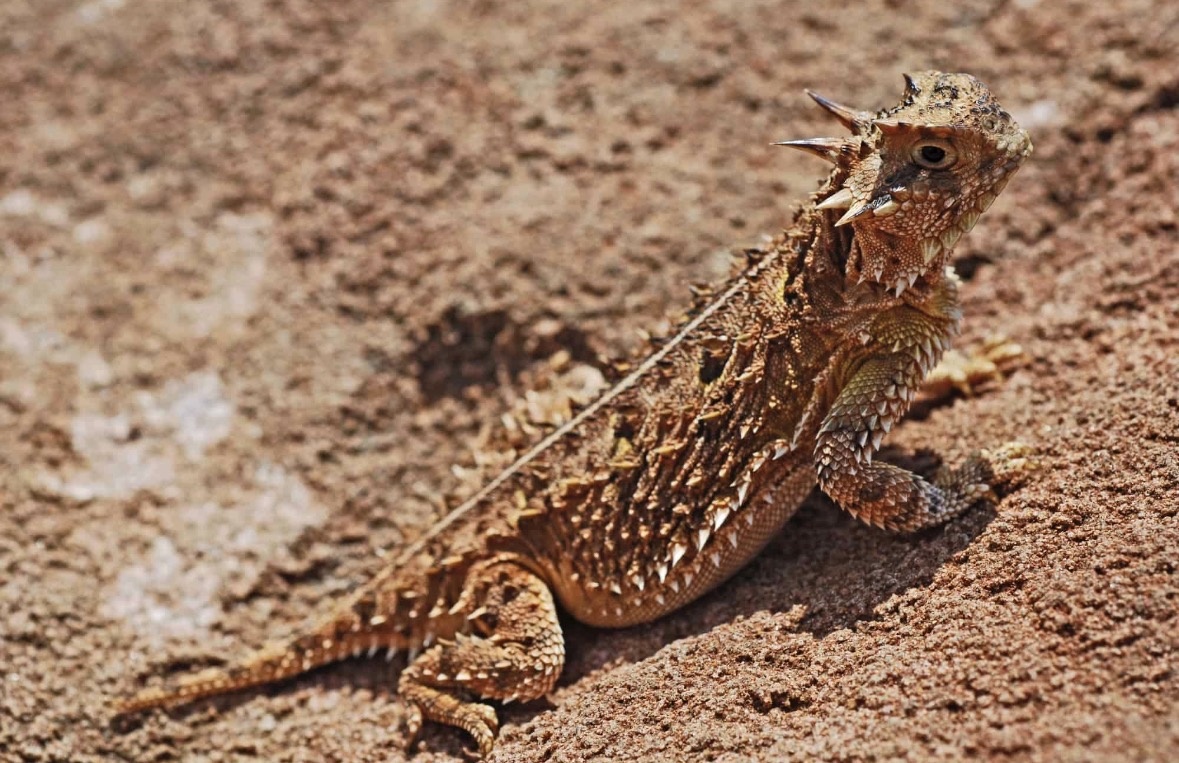 horned lizard