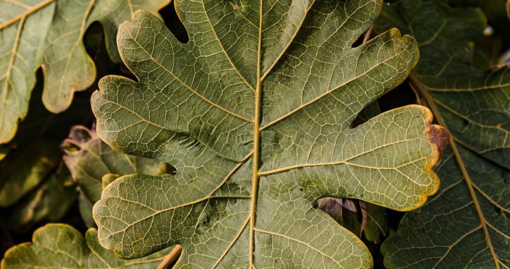 Дубовые листья: невыдуманная история о бесплатном удобрении для вашего огорода