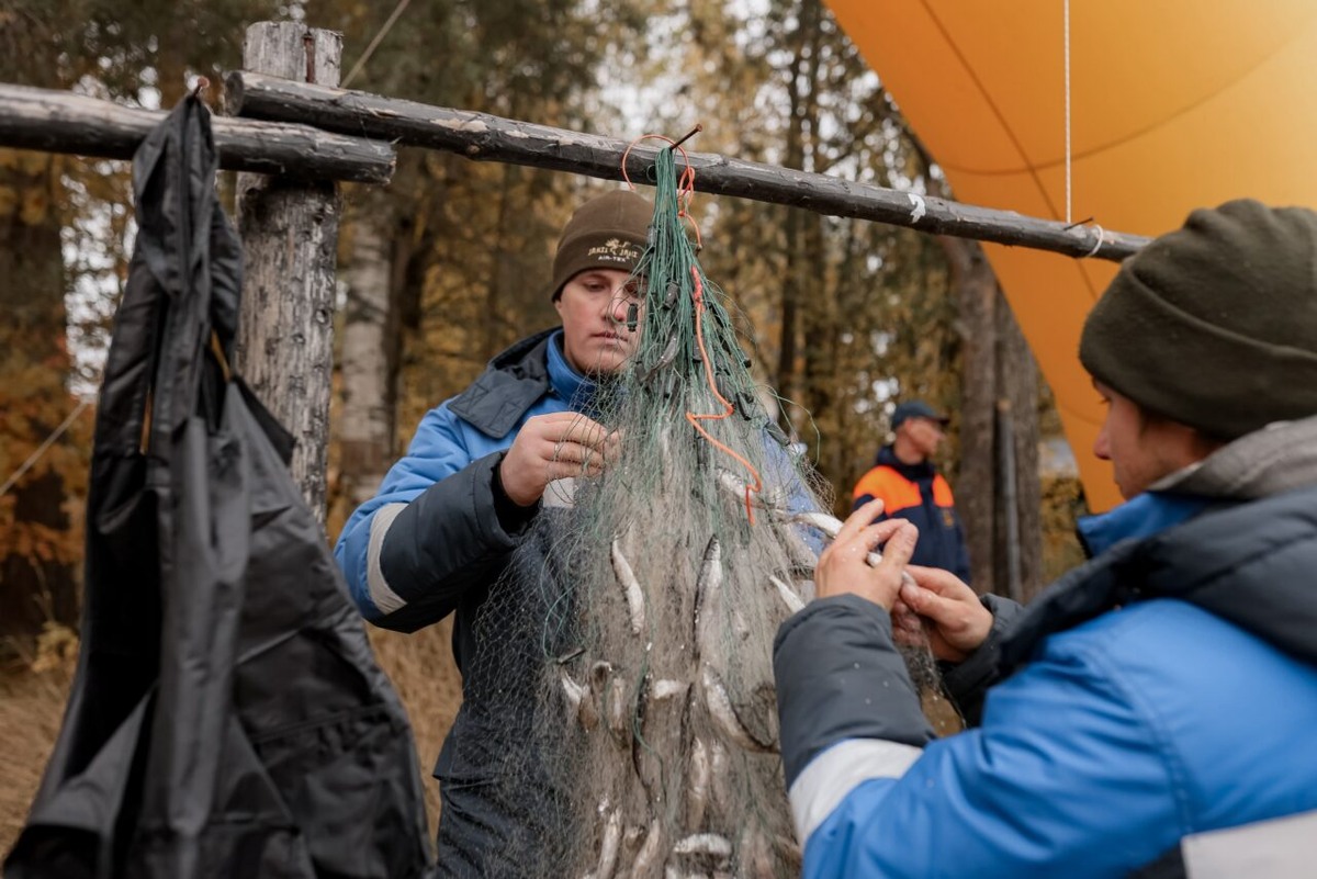    Фото: фестиваль ряпушки в Костомукшском округе/ Вконтакте
