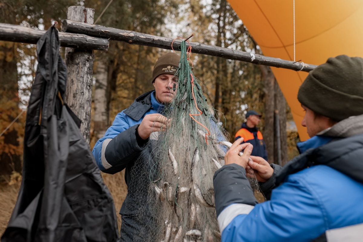    Фото: фестиваль ряпушки в Костомукшском округе/ Вконтакте