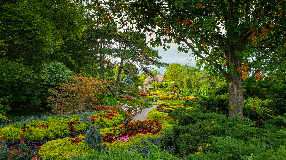 Что посадить в тени? 