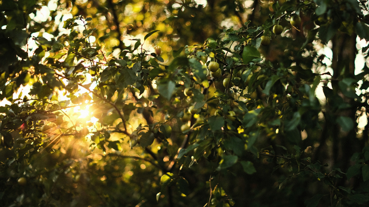 Что посадить в тени? Рекомендации по выбору растений