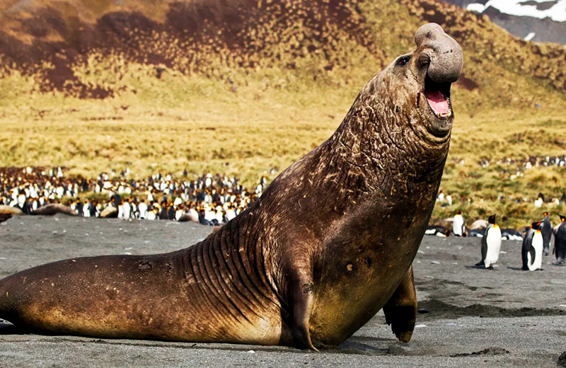 Крупнейший хищник планеты – Не тигр и не медведь, а этот 4-тонный гигант