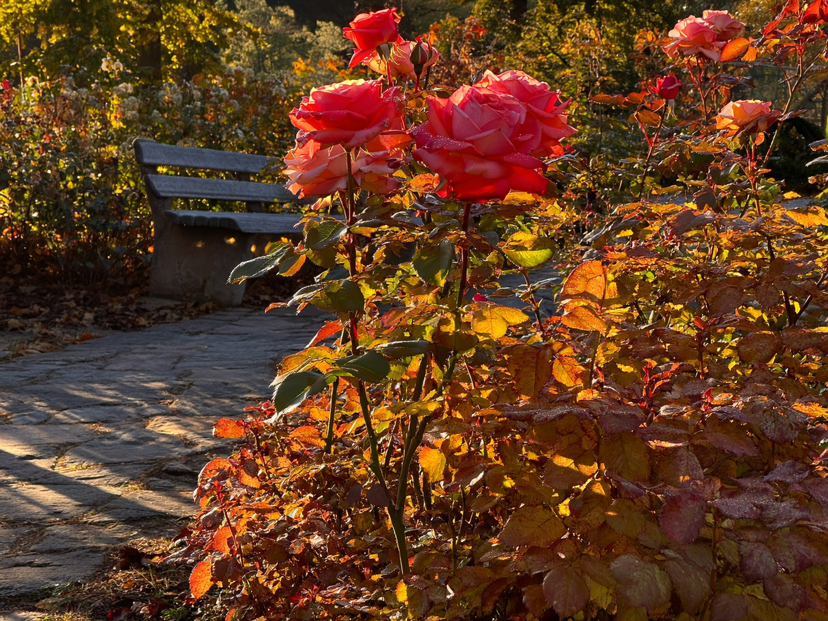 Подготовка роз к зимовке