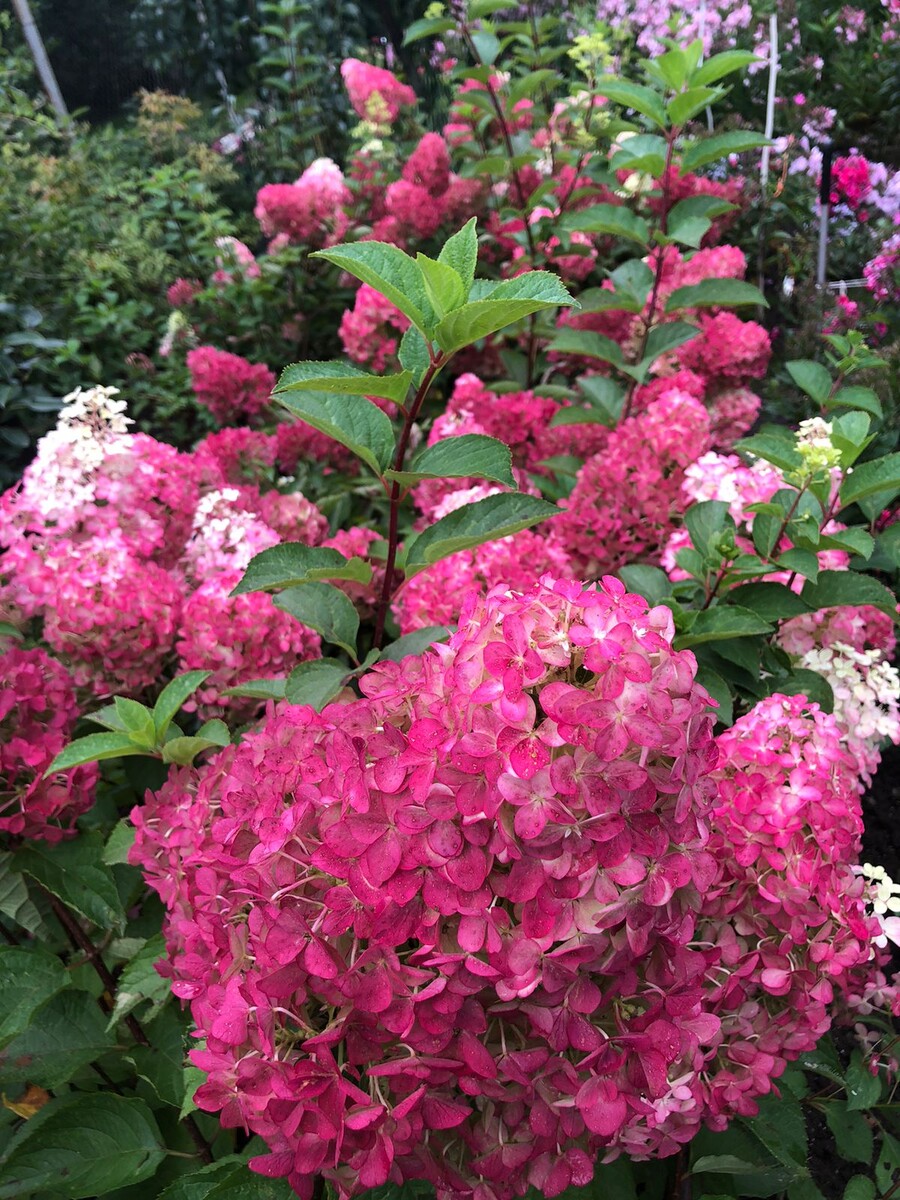 Огромные яркие шапки в сентябре, вот она задумка французского гения "Клубника со сливками"