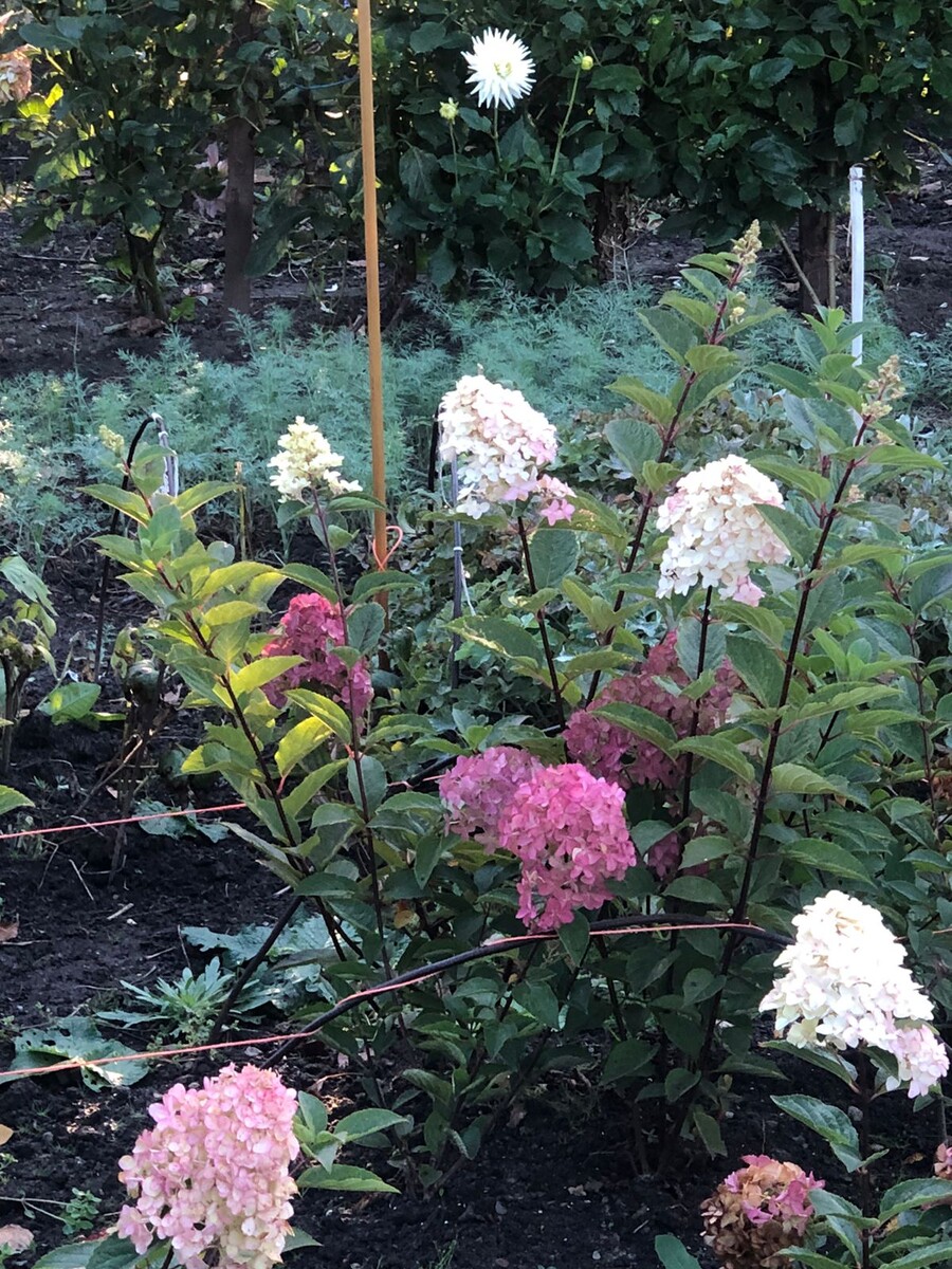 Вот так они распускаются неравномерно. 