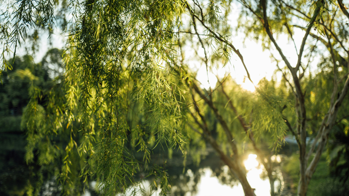 Что посадить на солнце