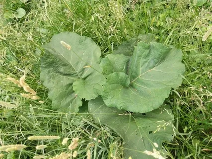 Польза лопуха в саду и огороде!