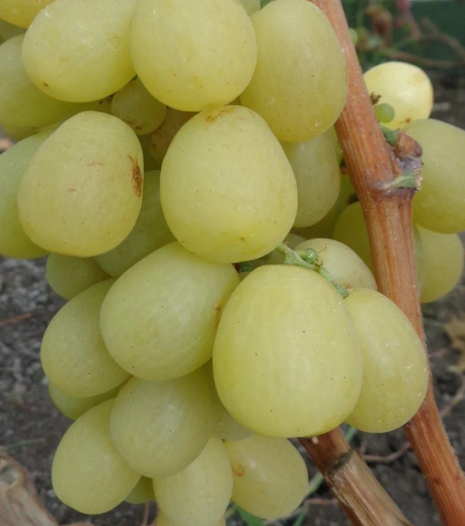 Царица Урганская у коллеги.