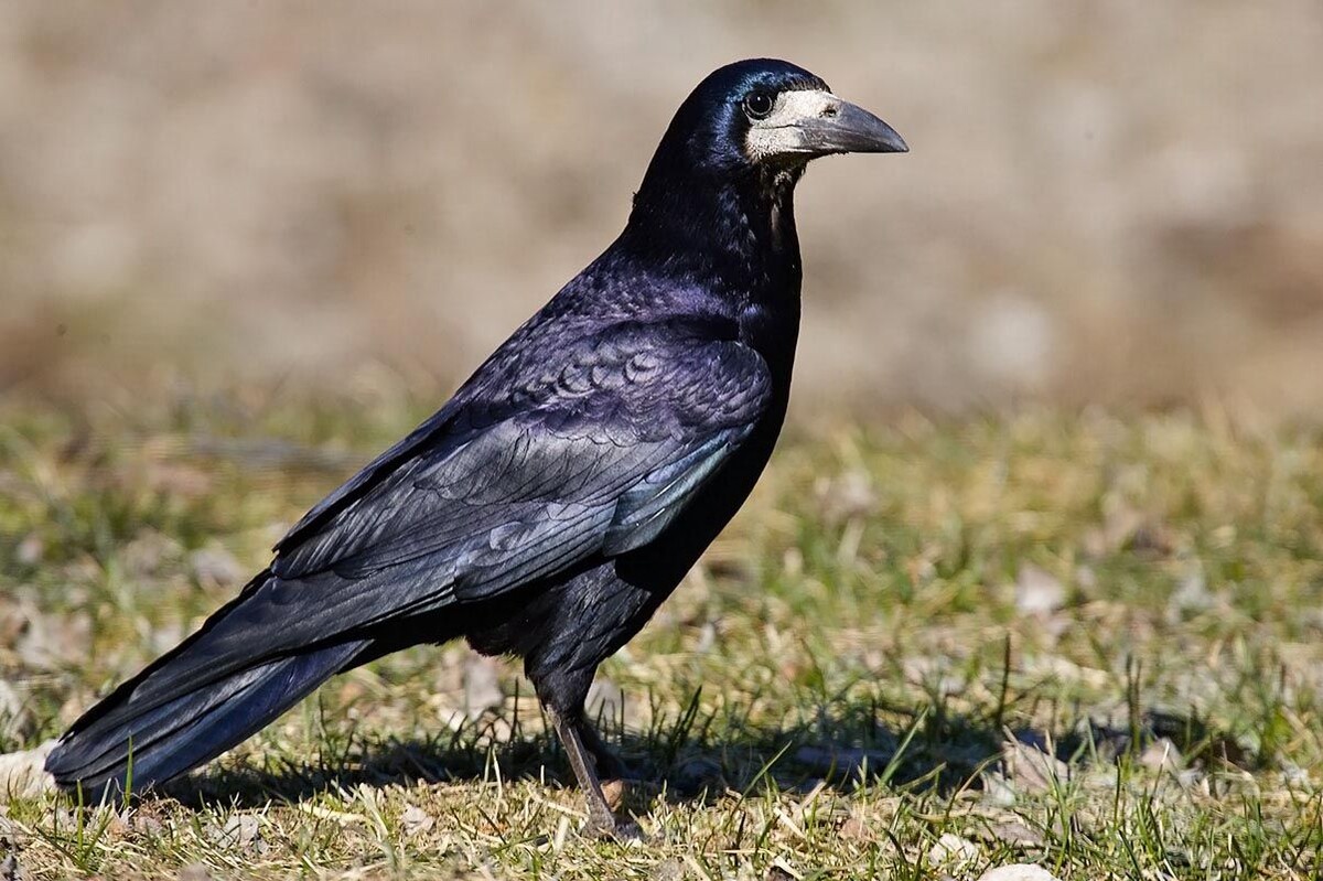 Грач (Corvus frugilegus)