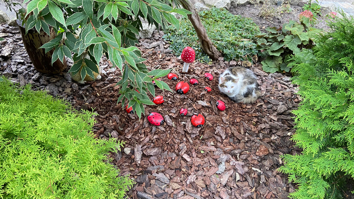 Кошка и божьи коровки