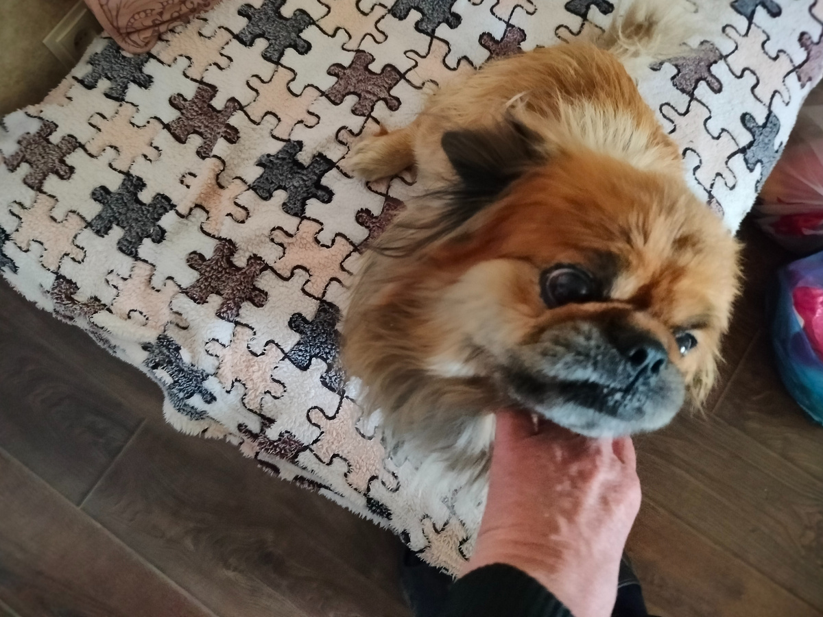 Моё рыжее конопатое счастье!