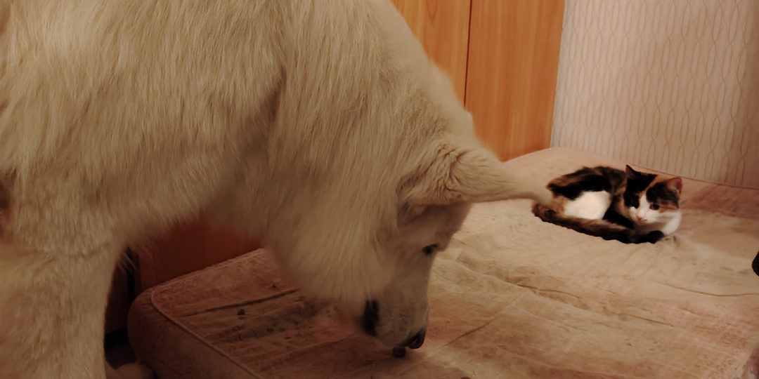 Как обеспечить комфортную атмосферу для собаки-малоежки.