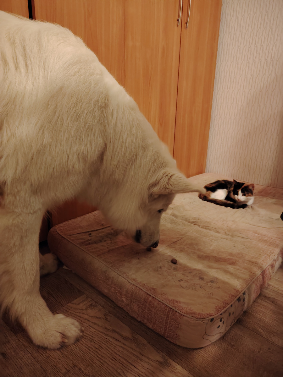 Друг познаётся в еде. Сэм делит лакомства поровну. 