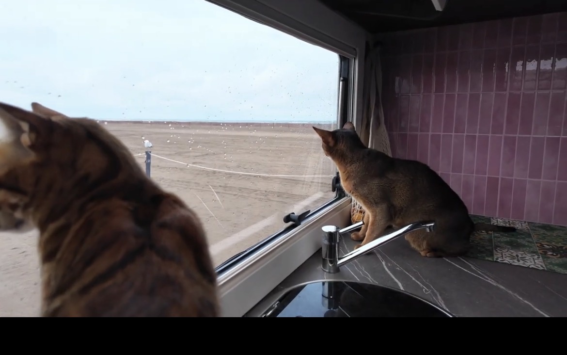 Котики в автодоме